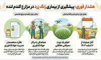 اینفوگرافی پیشگیری از بیماری زنگ زرد در مزارع گندم لنده